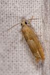 Eucosma conterminana