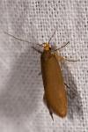 Crassa unitella