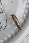 Blastobasis adustella