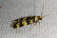 Oegoconia caradjai