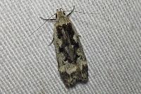 Anacampsis blattariella