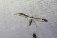 Adaina microdactyla