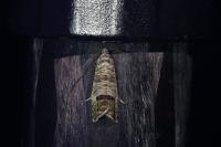 Cydia pomonella
