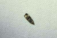 Endothenia