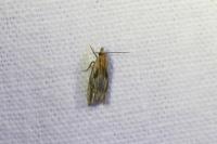 Eucosma