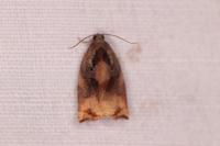 Archips podana
