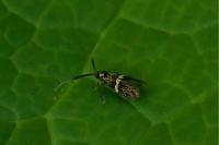 Nemophora associatella