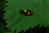 Pammene aurana