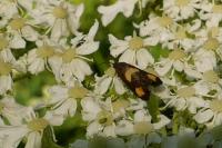 Pammene aurana