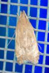 Helcystogramma lutatella