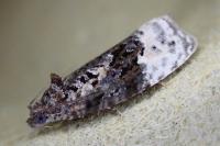 Apotomis betuletana