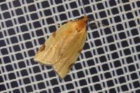 Paramesia gnomana