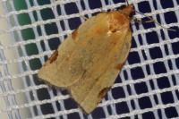 Paramesia gnomana