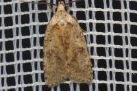 Agonopterix assimilella