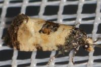 Cochylis dubitana