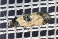 Cochylis dubitana