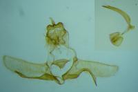 Eana derivana