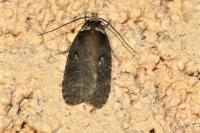 Agonopterix conterminella