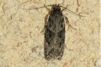 Gelechia muscosella