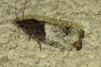 Notocelia roborana