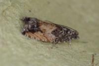 Epinotia nisella