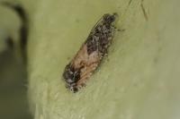 Epinotia nisella