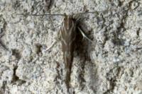 Pyroderces argyrogrammos