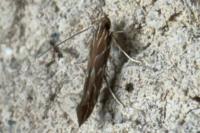 Pyroderces argyrogrammos