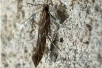 Pyroderces argyrogrammos