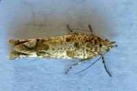 Pelochrista caecimaculana