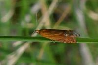 Lathronympha strigana