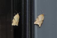 Clepsis spectrana
