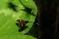 Cauchas fibulella
