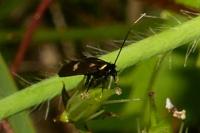 Cauchas fibulella