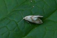 Cochylidia