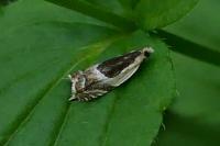 Ancylis badiana