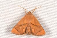 Apoda limacodes