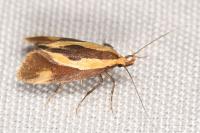 Harpella forficella