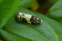 Gypsonoma sociana