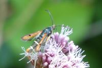 Pyropteron chrysidiforme
