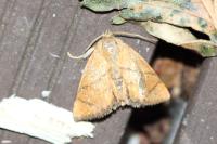 Apoda limacodes