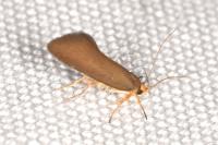 Crassa unitella