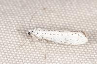 Yponomeuta evonymella