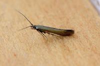 Coleophora alcyonipennella