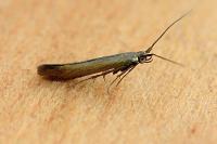 Coleophora alcyonipennella