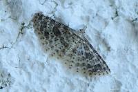 Alucita desmodactyla
