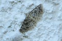 Alucita desmodactyla
