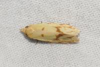 Agapeta hamana