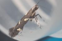 Calybites phasianipennella