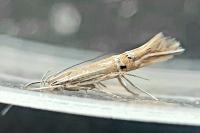 Cosmopterix lienigiella